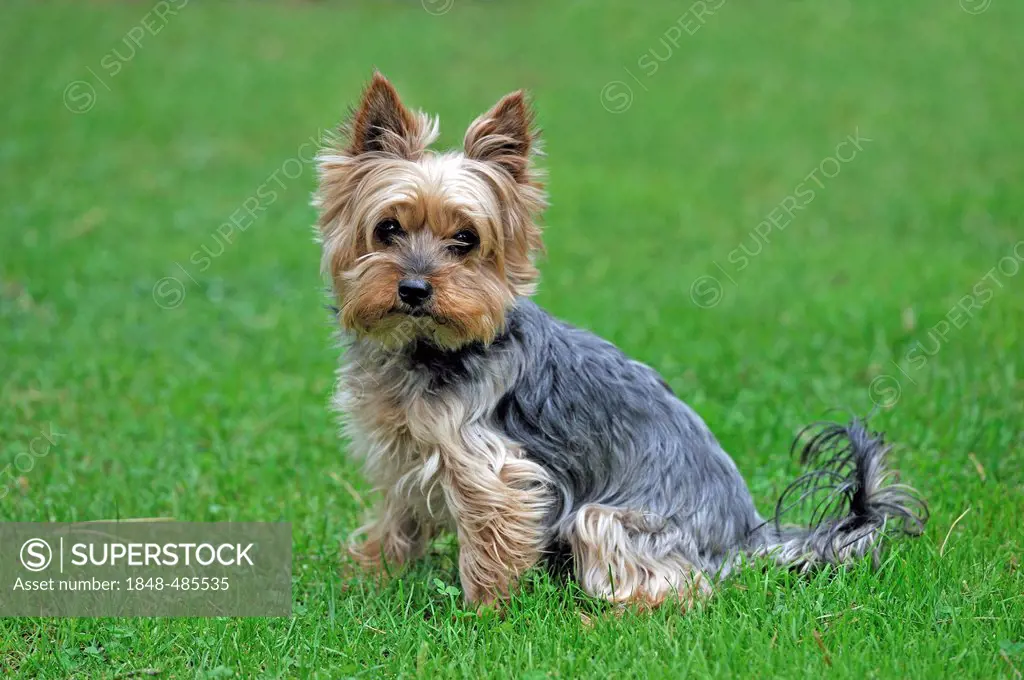 Yorkshire terrier, in a meadow