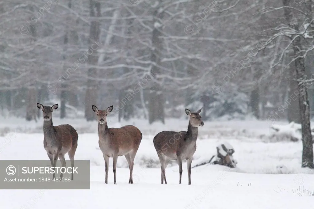 Red deer (Cervus elaphus), hinds, winter, Hesse, Germany, Europe