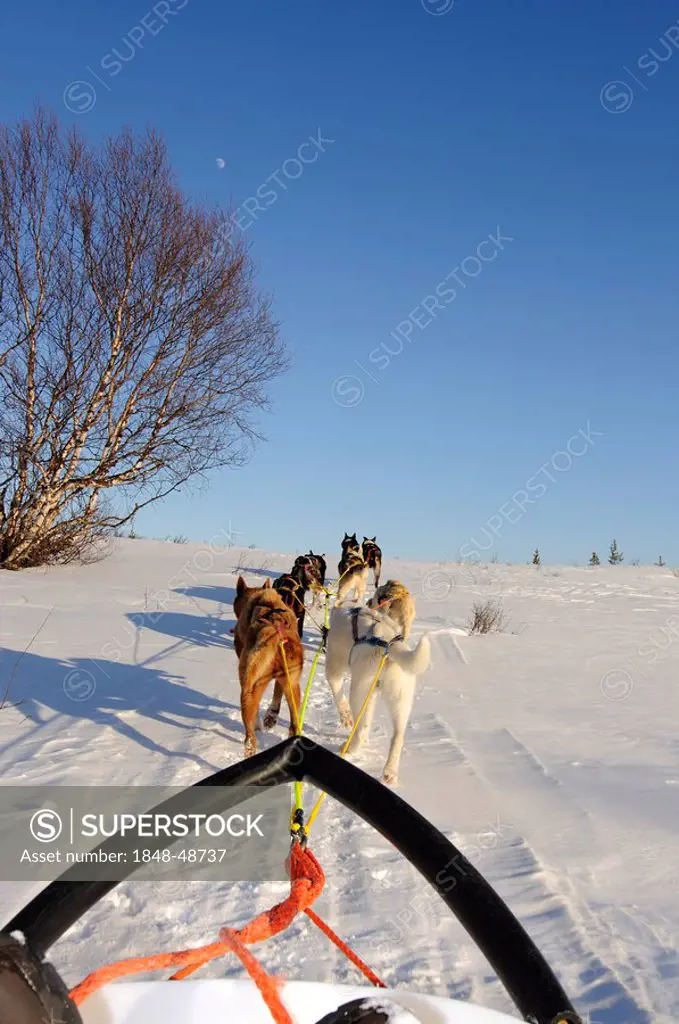 Team of sledge dogs on a tour in the Pasvik-valley, Melkefoss, Kirkenes, Finnmark, Lapland, Norway, Scandinavia, Europe