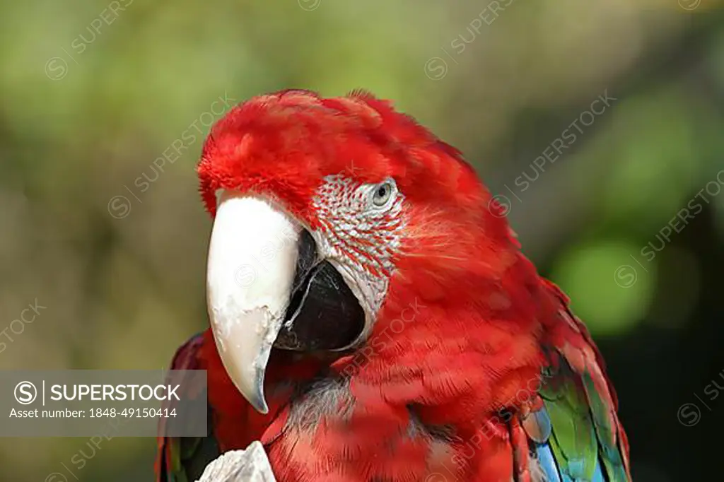 Red-and-green macaw (Ara chloroptera), animal portrait, captive, occurrence in South America, Hesse, Germany, Europe