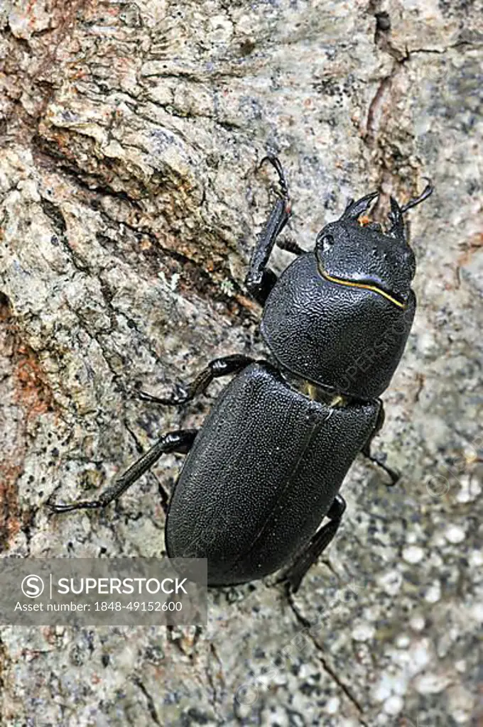 Lesser stag beetle (Dorcus parallelipipedus) in forest, La Brenne, France, Europe