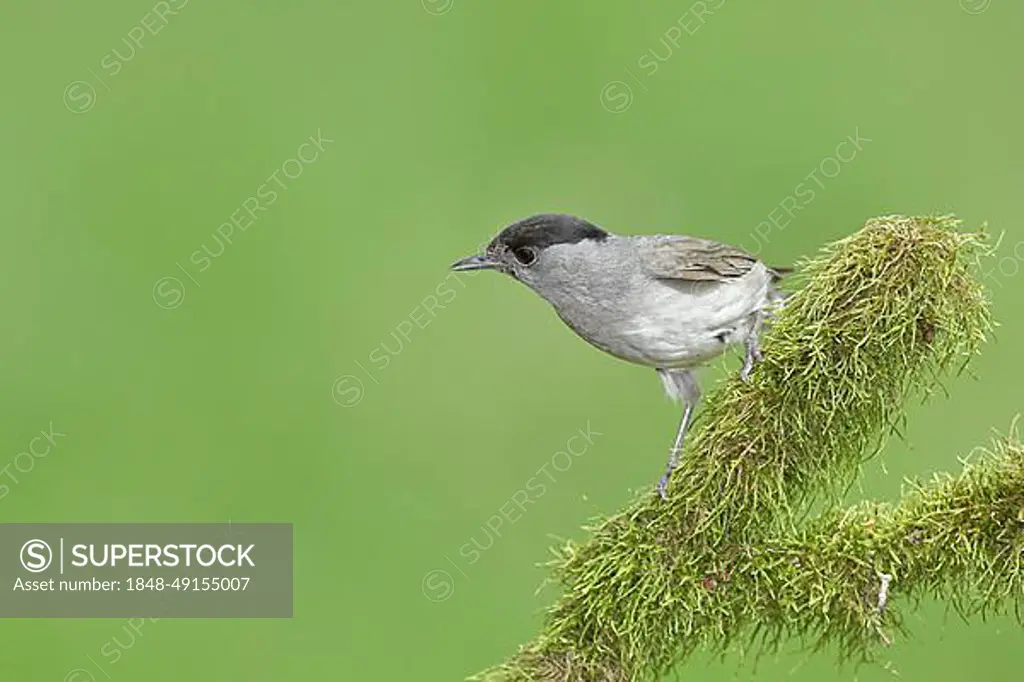 Blackcap (Sylvia atricapilla), male, sitting on a branch covered with moss, North Rhine-Westphalia, Germany, Europe