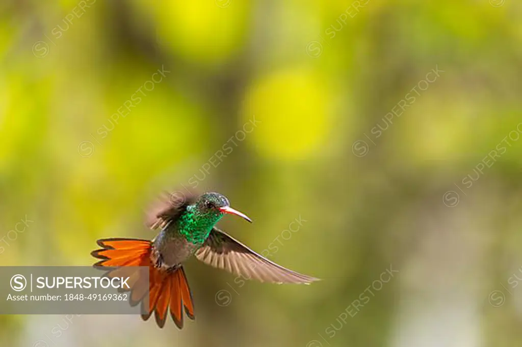 Brown-tailed Amazon (Amazilia tzacatl) in flight, Hummingbird (Trochilidae), Swiftbirds (Apodiformes), La Cumbre, Valle de Cauca, Colombia, South America