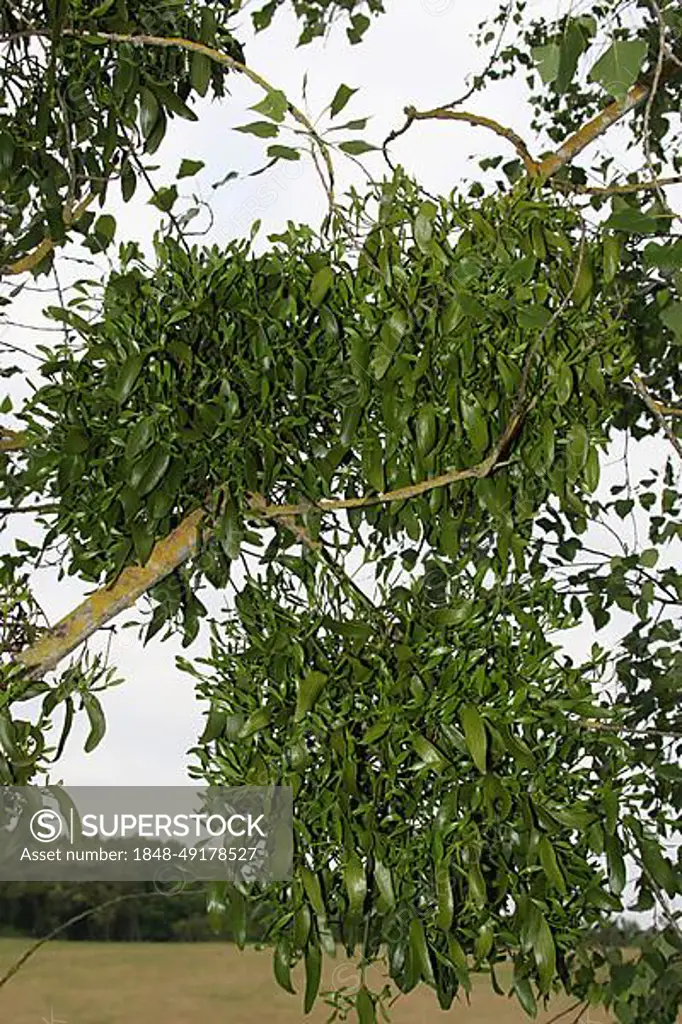 Mistletoe (Viscum) grows as a parasitic plant on a poplar (Populus) South Hungary, Hungary, Europe