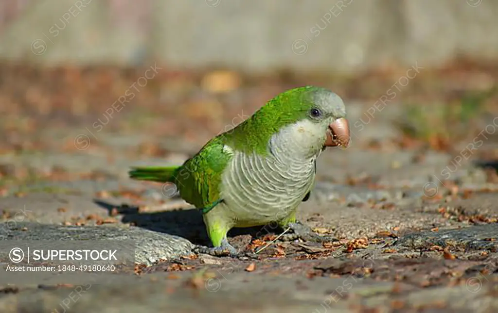 A monk parakeet (Myiopsitta monachus) in the wild feeding on the ground, Buenos Aires, Argentina, South America
