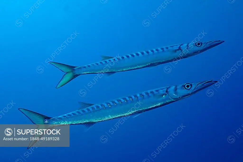 Two specimens of barracuda in the Mediterranean (Sphyraena sphyraena) near Hyeres. Dive site Giens Peninsula, Cote dAzur, France, Europe