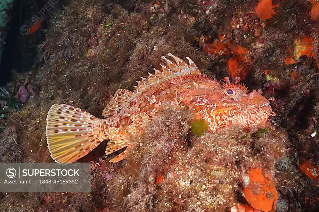 Large red scorpionfish (Scorpaena scrofa), sea sow, in the Mediterranean near Hyeres. Dive site Giens Peninsula, Cote dAzur, France, Europe