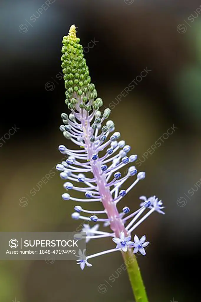 Blossom of the blue lily (Merwilla plumbea), Madeira, Portugal, Europe