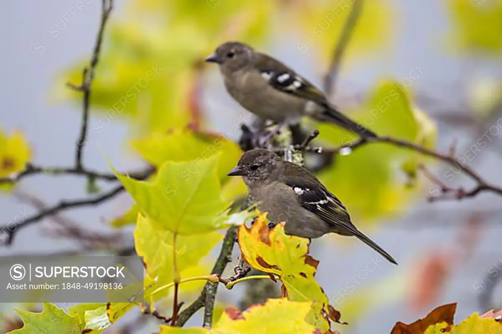 Two Madeira (Fringilla coelebs maderensis) chaffinches, sitting on a branch, Madeira, Portugal, Europe