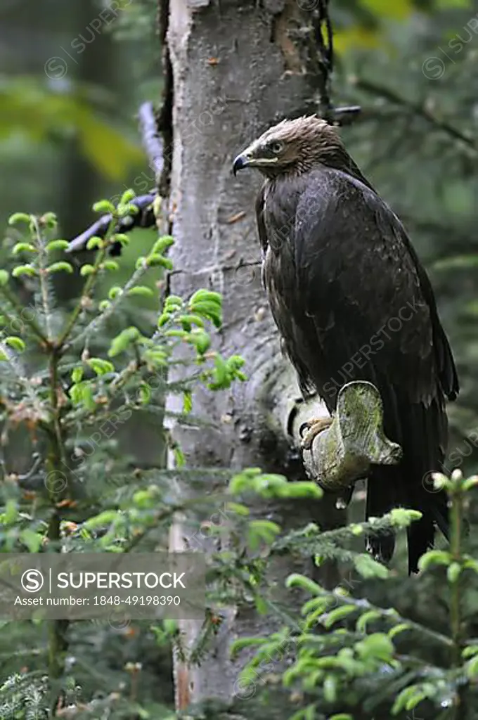 Lesser spotted eagle (Aquila pomarina) perched in a tree