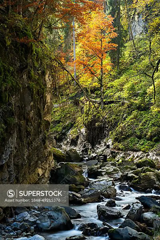 The Breitachklamm gorge with the Breitach river in autumn. A rock face and trees in autumn leaves. Rocks in the river. The circular path runs to the right. Oberstdorf, Allgaeu. Bavaria, Germany, Europe