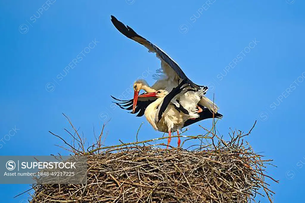 White stork (Ciconia ciconia), mating in the nest, stork village Linum, Brandenburg, Germany, Europe