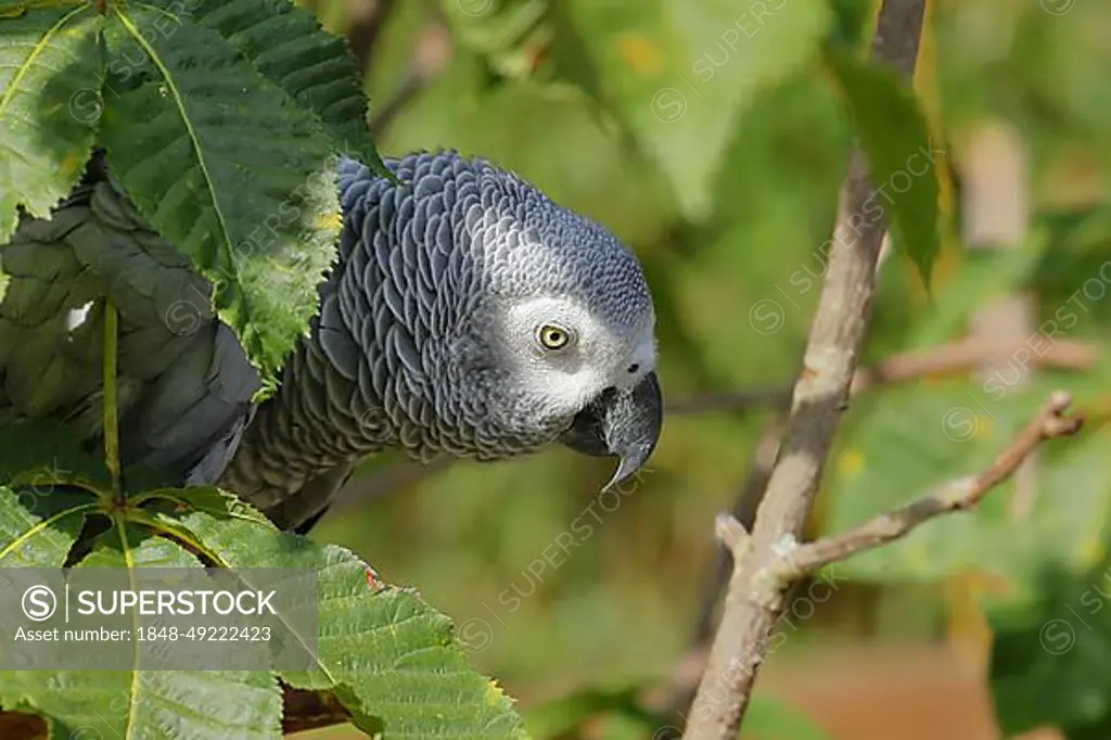 Grey parrot (Psittacus erithacus timneh), adult on tree, animal portrait, occurrence Central Africa and West Africa, captive, Hesse, Germany, Europe