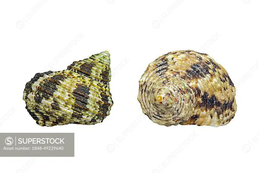 Ribbed turbans (Turbo intercostalis), tropical sea snails, marine gastropod molluscs native to the Indo-Pacific ocean on white background