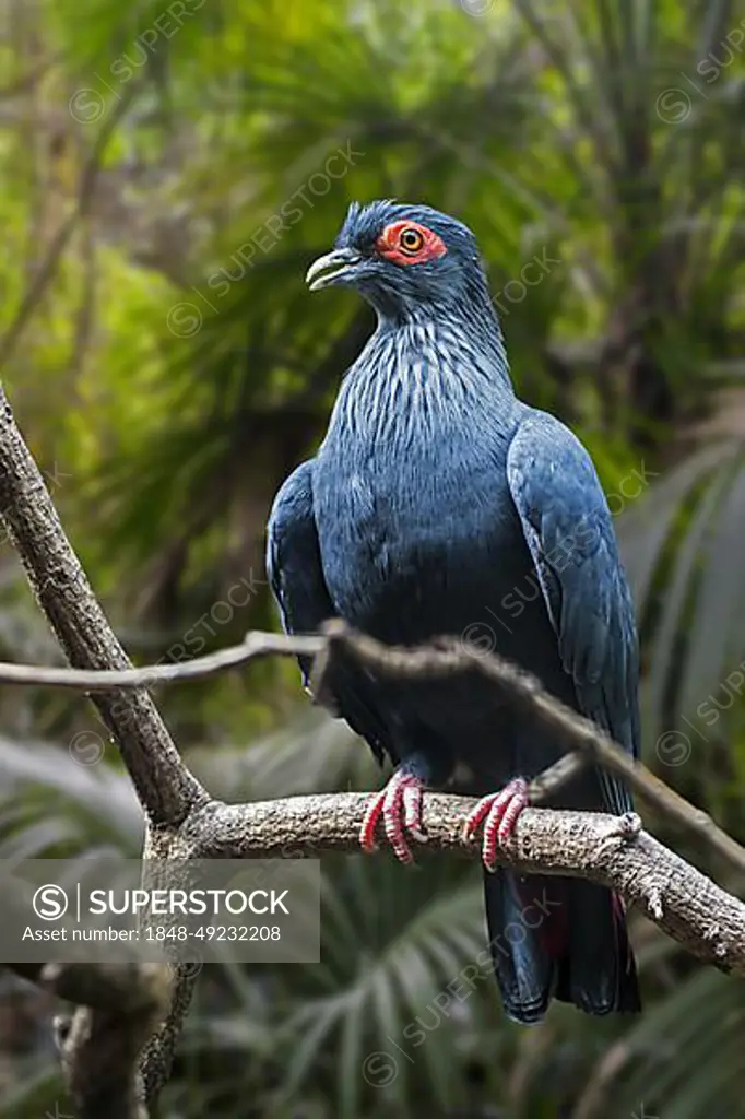 Madagascan blue pigeon (Alectroenas madagascariensis) (Columba madagascariensis) endemic to Madagascar