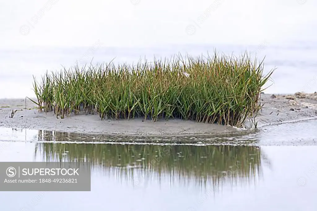 Common cordgrass (Spartina anglica), English cord-grass (Sporobolus anglicus), herbaceous perennial plant growing in coastal salt marsh, saltmarsh