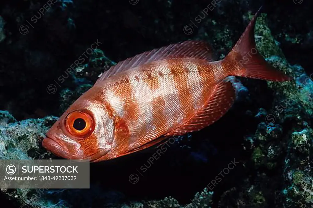 Side view of reef bigeye common bigeye (Priacanthus hamrur) soldierfish, Red Sea, Egypt, Africa