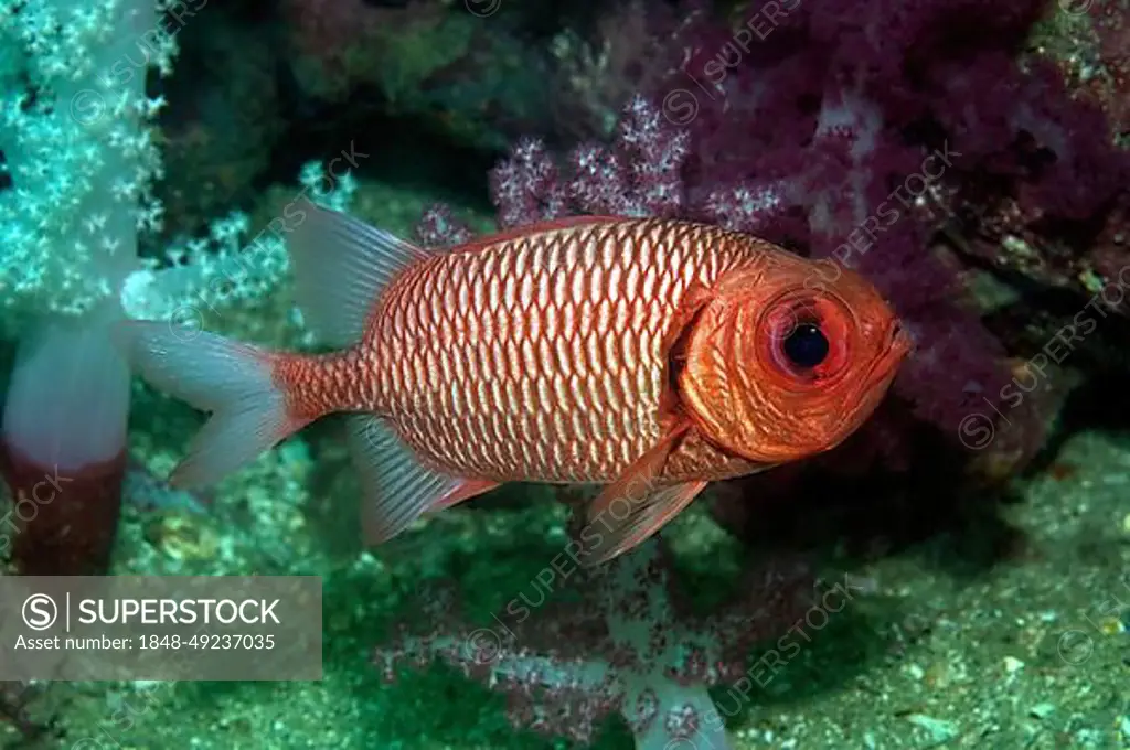 Small species of soldierfish (Myripristis hexagona), Indo-Pacific, Indonesia, Asia