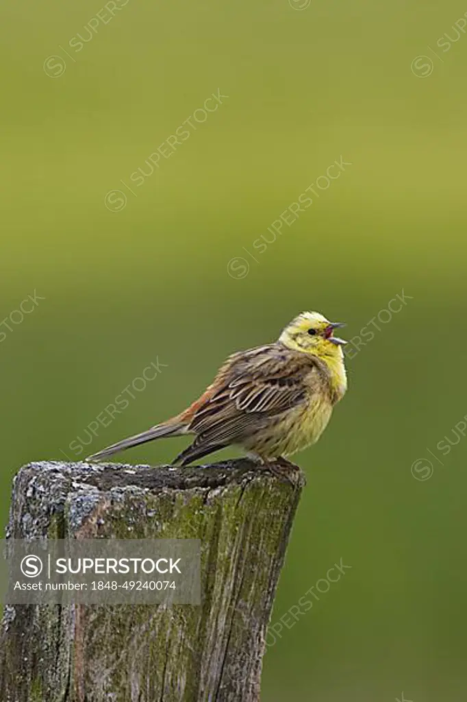 Yellowhammer (Emberiza citrinella) male calling from fence post in field