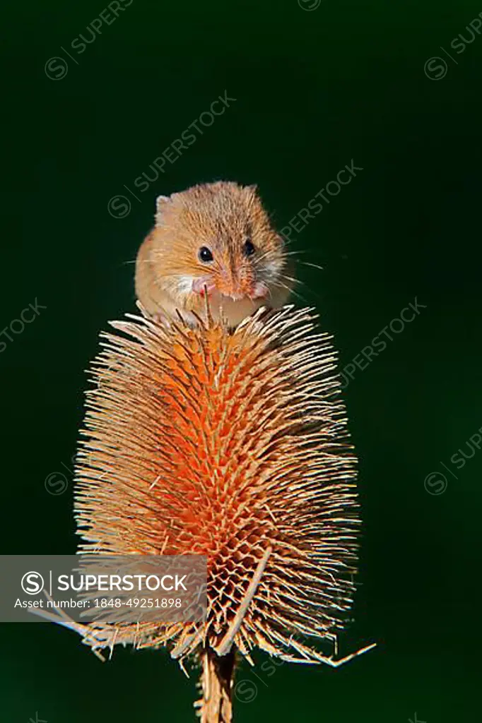 Eurasian harvest mouse (Micromys minutus), adult, feeding on thistle, fruit stand, Surrey, England, Great Britain