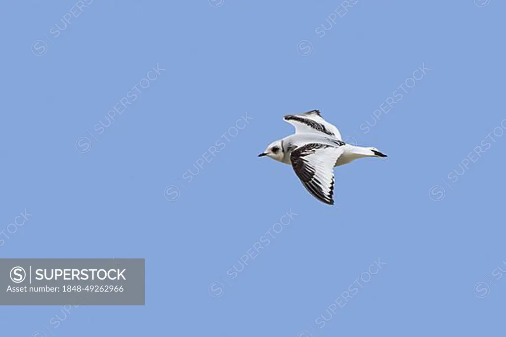 Ross's gull (Rhodostethia rosea) (Hydrocoloeus roseus) flying in non-breeding plumage, native to northernmost North America and northeast Siberia
