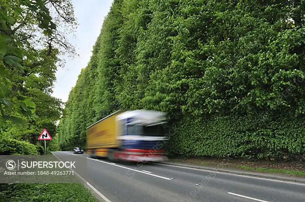 The Meikleour Beech Hedge (Fagus sylvatica), the tallest and longest hedge on earth, reaching 30 metres (100 ft) in height and 530 metres (1 3 mile) in length, Scotland, UK