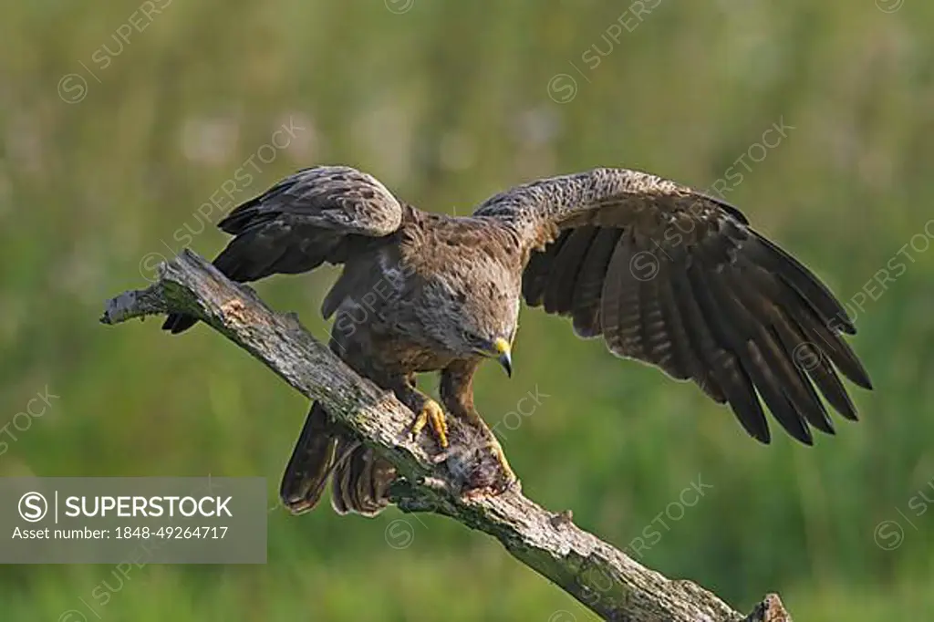 Lesser spotted eagle (Aquila pomarina) on branch eating caught rat