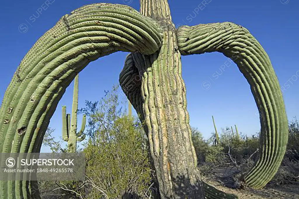 Saguaro (Carnegiea gigantea) cactus (Cereus giganteus) (Pilocereus giganteus) with sagging branches caused by frost or snow, Sonoran desert, Arizona, USA, North America