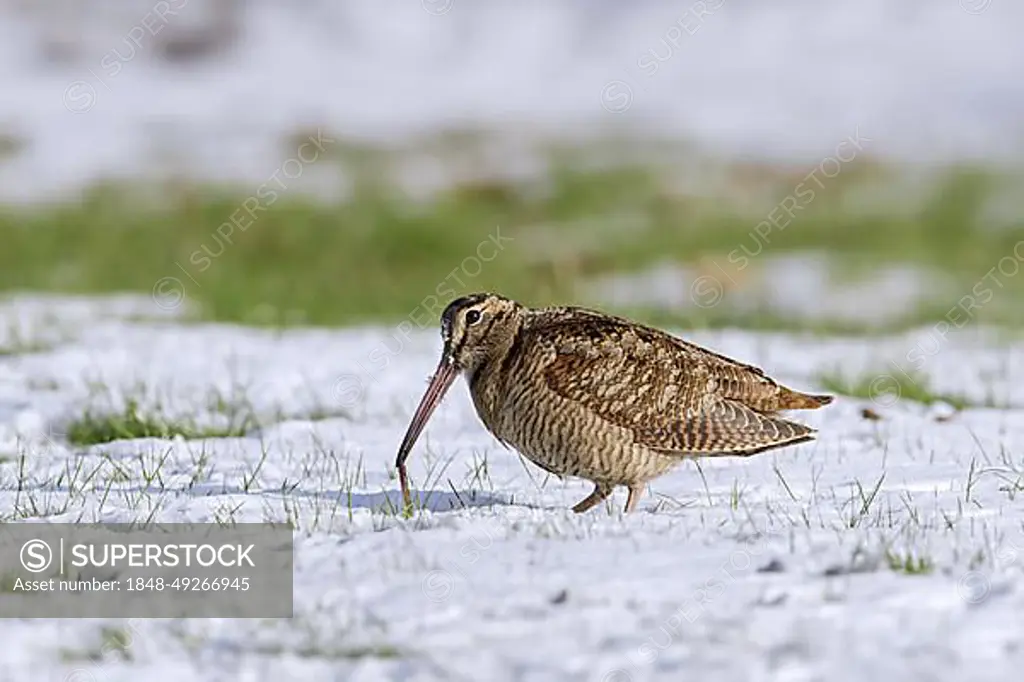 Eurasian woodcock (Scolopax rusticola) eating worm in snow covered meadow in winter
