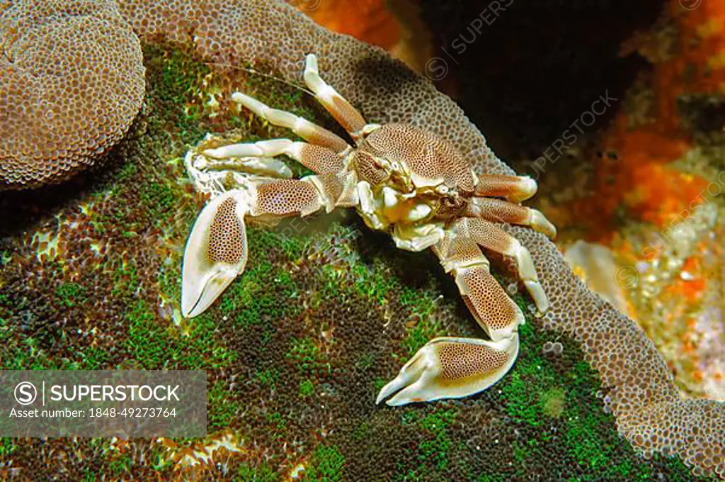 Symbiotic behaviour Symbiosis of spotted anemone crab spotted porcelain crab (Neopetrolisthes maculatus) sits on and partner anemone Sea anemone Carpet anemone (Stichodactyla haddoni), Indo-Pacific, Andaman Sea, Myanmar, Asia