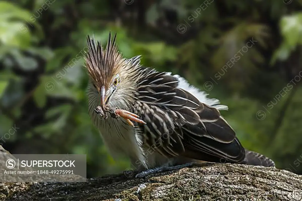 Guira cuckoo (Guira guira) with foot of bird prey in beak, native to South America