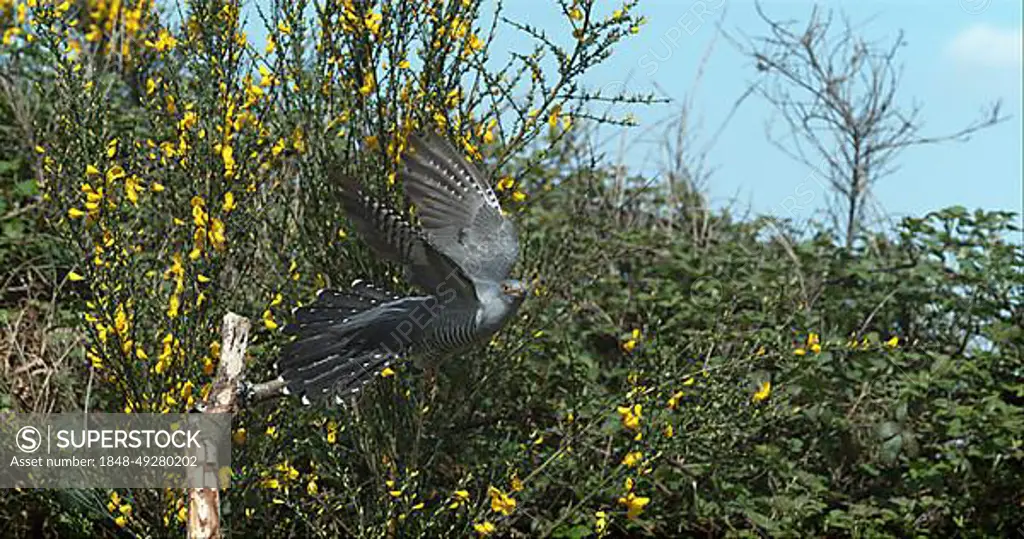 Common Cuckoo (cuculus canorus), Adult in Flight, Normandy in France