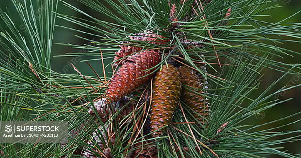 Branches of Maritime Pine (pinus pinaster), showing cones and needles on the tree, La Baule Escoublac in Loire in France