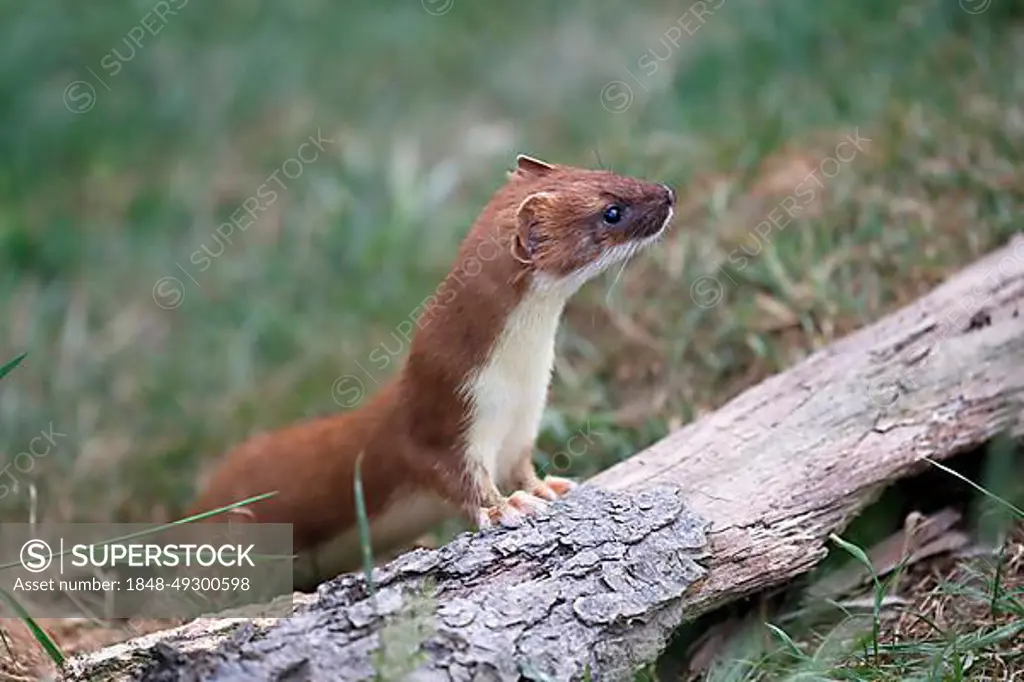Ermine, Great Weasel (Mustela erminea), stoat, adult, alert, on tree trunk, Surrey, England, Great Britain