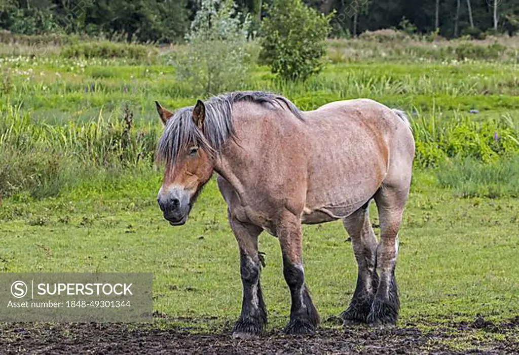 Belgian Draught horse, Belgisch Trekpaard, Trait belge in nature reserve Bourgoyen-Ossemeersen near Ghent in summer, East Flanders, Belgium, Europe