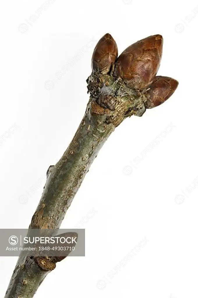 English oak, pedunculate oak (Quercus robur), French oak close up of twig with tree buds in spring against white background