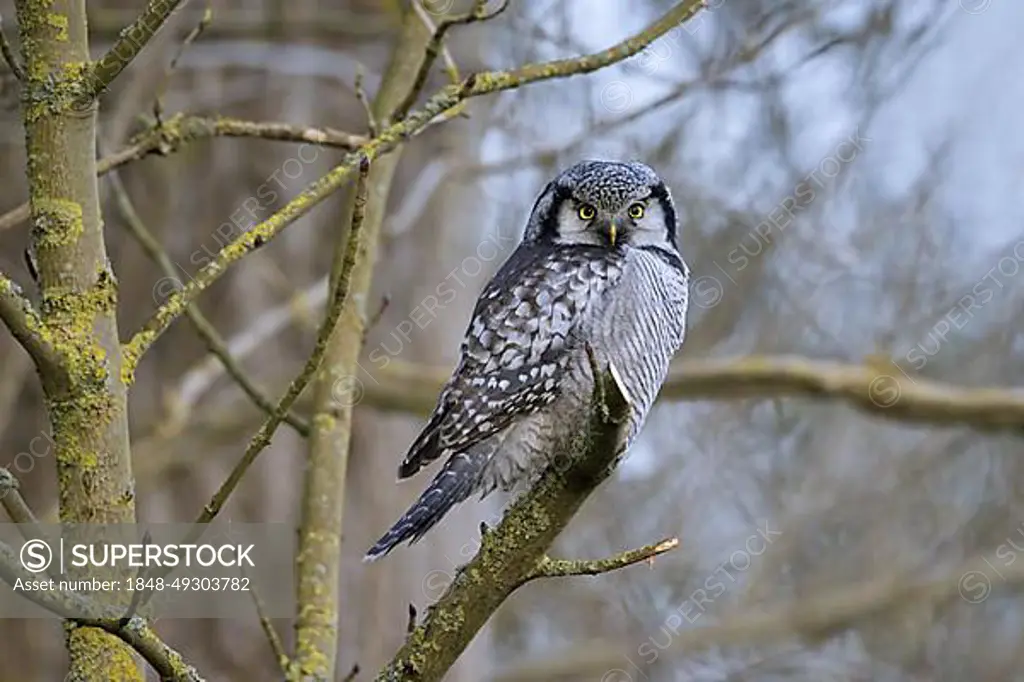 Northern hawk-owl (Surnia ulula) (Strix ulula) perched in tree in winter