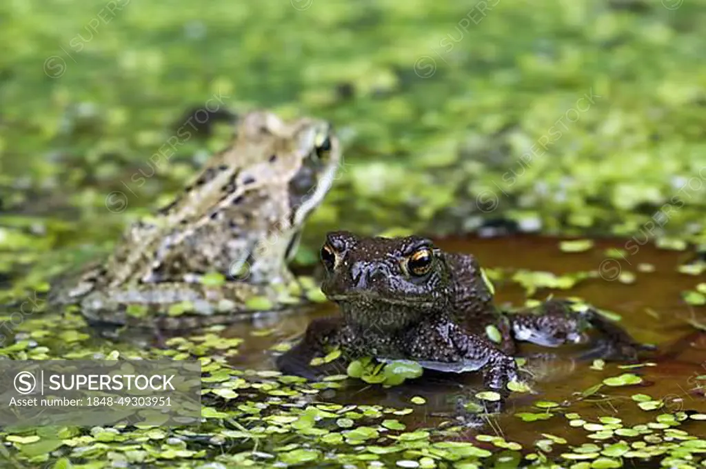 Juvenile common toad (Bufo bufo) and European common brown frog (Rana temporaria) on lily pad in pond