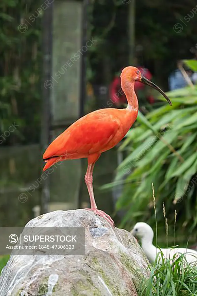 Scarlet ibis (Eudocimus ruber), standing on a stone, captive, Germany, Europe
