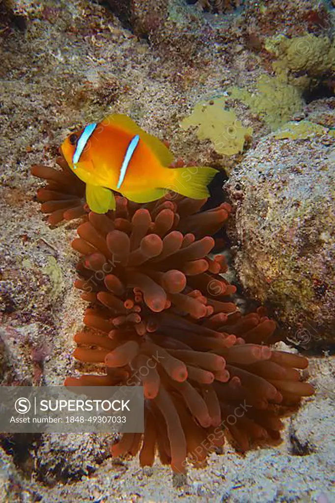 Fluorescent bubble-tip anemone (Entacmaea quadricolor) with red sea clownfish (Amphiprion bicinctus), Dive site House Reef, Mangrove Bay, El Quesir, Red Sea, Egypt, Africa