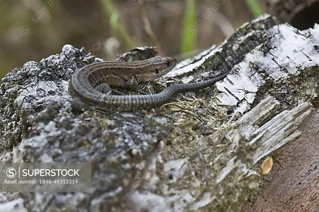 Viviparous lizard (Lacerta vivipara), Emsland, Lower Saxony, Germany, Europe