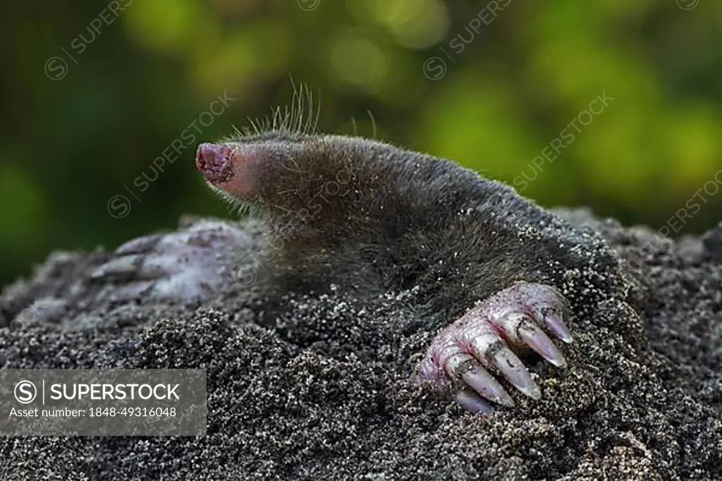Close up of European mole (Talpa europaea) emerging from molehil and showing large, spade-like forepaws with huge claws
