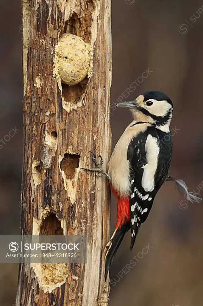 Great spotted woodpecker (Dendrocopos major) female at the wood feeder during winter, Allgaeu, Bavaria, Germany, Europe