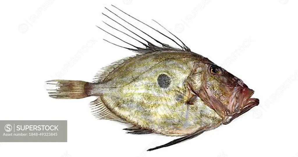 Fresh John Dory (zeus faber), Fish against White Background