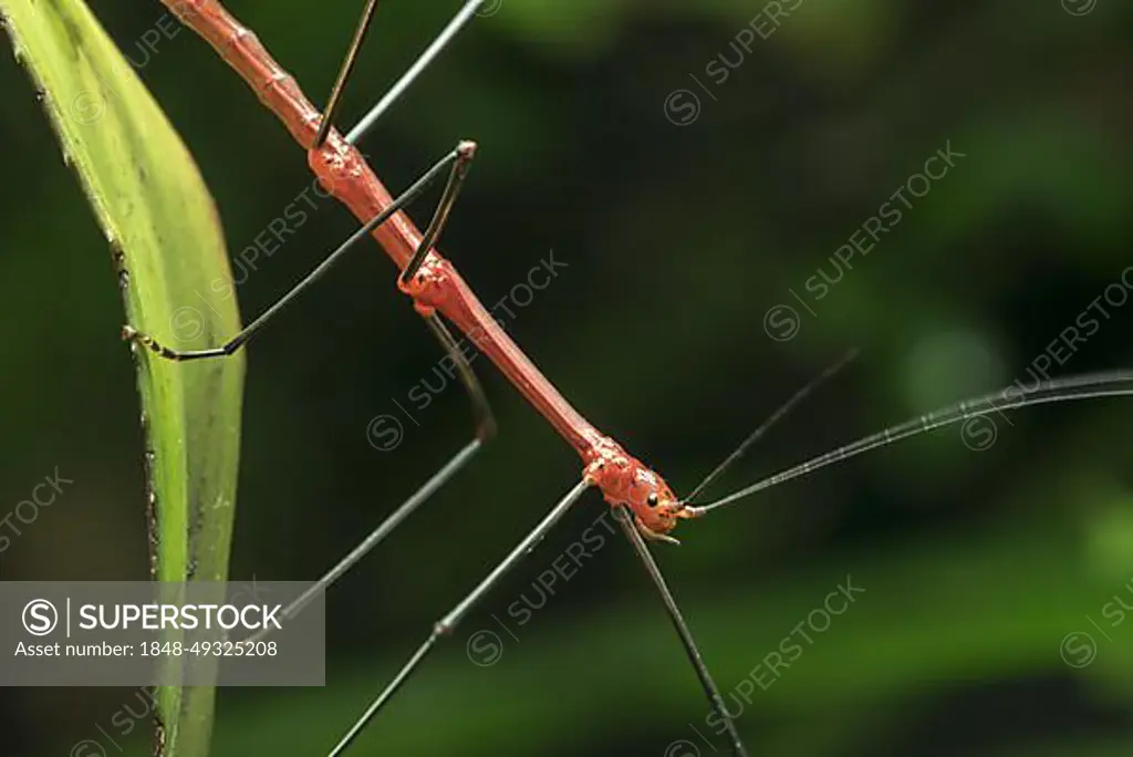 Peruvian fern stick insect, Peruvian stick insect (Oreophoetes peruana) male, native to Ecuador and Peru