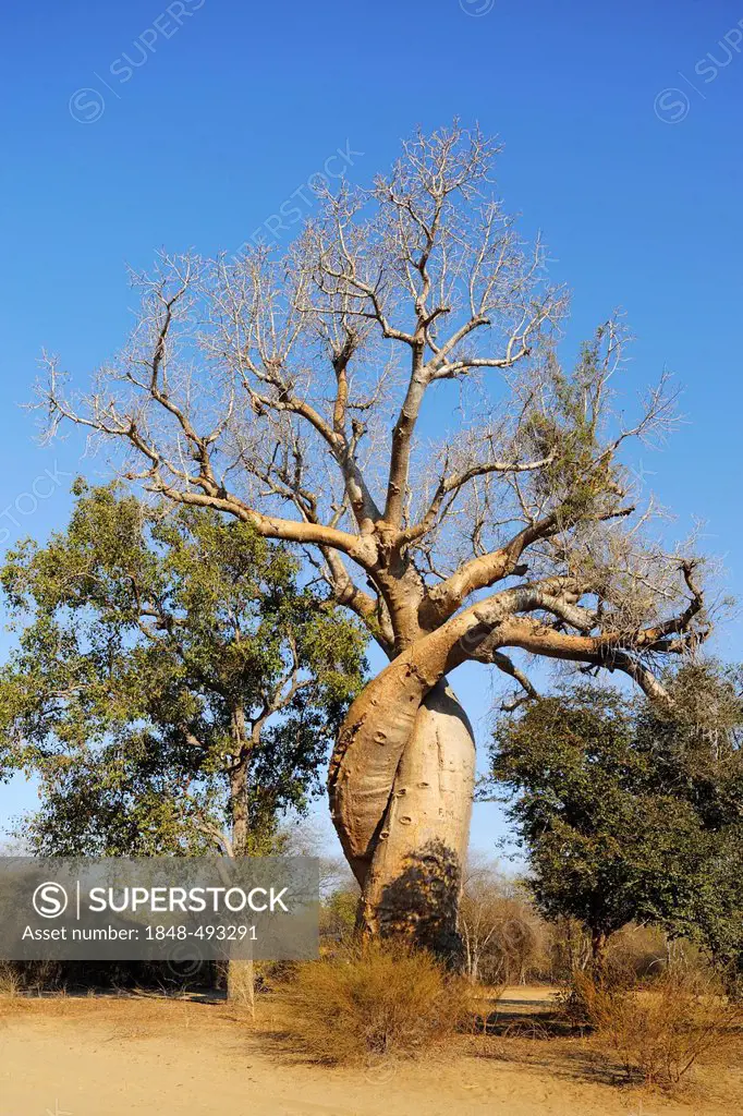 Intertwined Baobabs (Adansonia grandidieri), Morondava, Madagascar, Africa