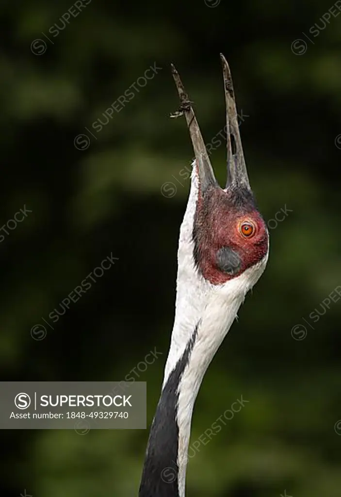 White-naped crane (Grus vipio), animal portrait, captive, calls, Germany, Europe