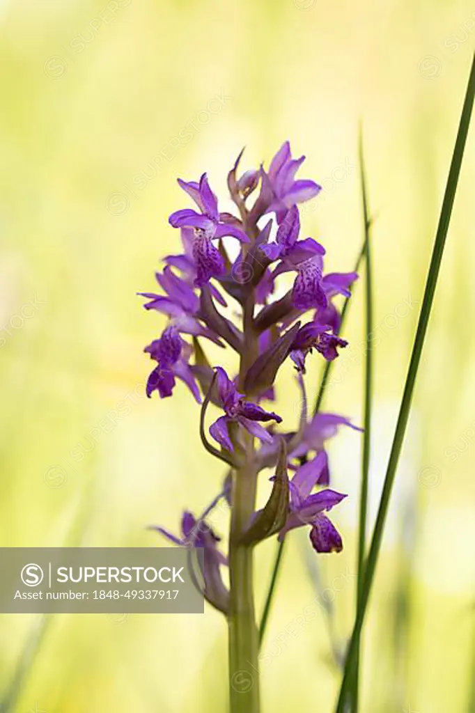 Western marsh orchid (Dactylorhiza majalis), inflorescence in the play of light from the sun, Black Forest National Park, Germany, Europe