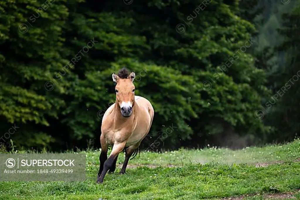 Przewalski's horse (Equus przewalskii) galloping in a meadow, Wildpark Mautern, Styria, Austria, Europe