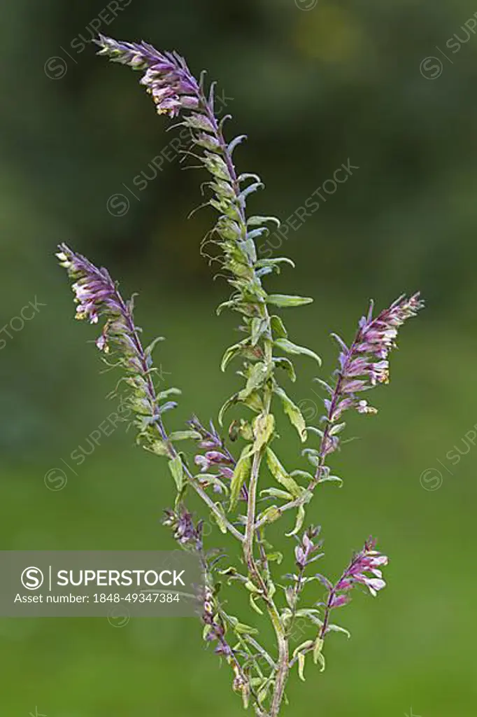 Red Bartsia (Odontites vulgaris) (Odontites vernus subsp. serotinus) (Odentites verna) (Euphrasia odontites) in flower